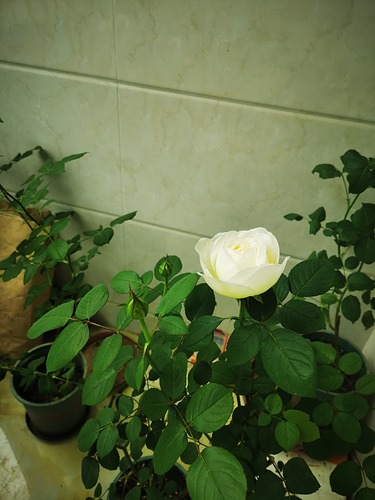 IMG_20240419_074537